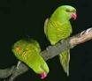 /album/lori-zlutozeleny-yellow-and-green-lorikeet/lori-zlutozeleny-4-jpg/